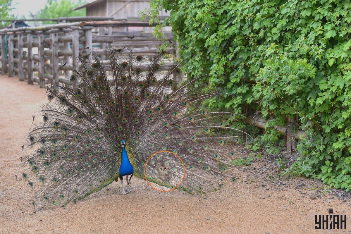 Kotě se schovávalo za pavím ocasem / koláž s fotografií Myu