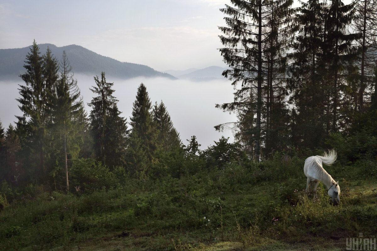 Najít mazané zvíře mezi letní krajinou za 12 vteřin / koláž z fotografie Myu